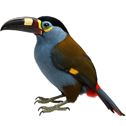 Plate-Billed Mountain Toucan